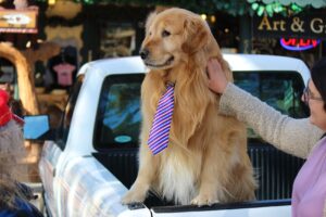 Dog Mayor