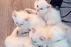 Kittens Nap