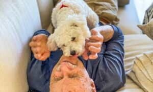 Mood-Boosting Benefits of Pets
