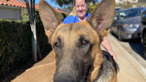 Dog Walker