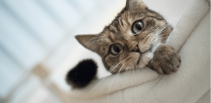 Make Your Cat Happy 
