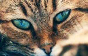 Feline Friends