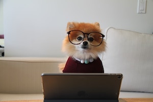 Dog vision