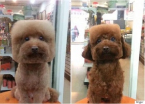 Square dogs