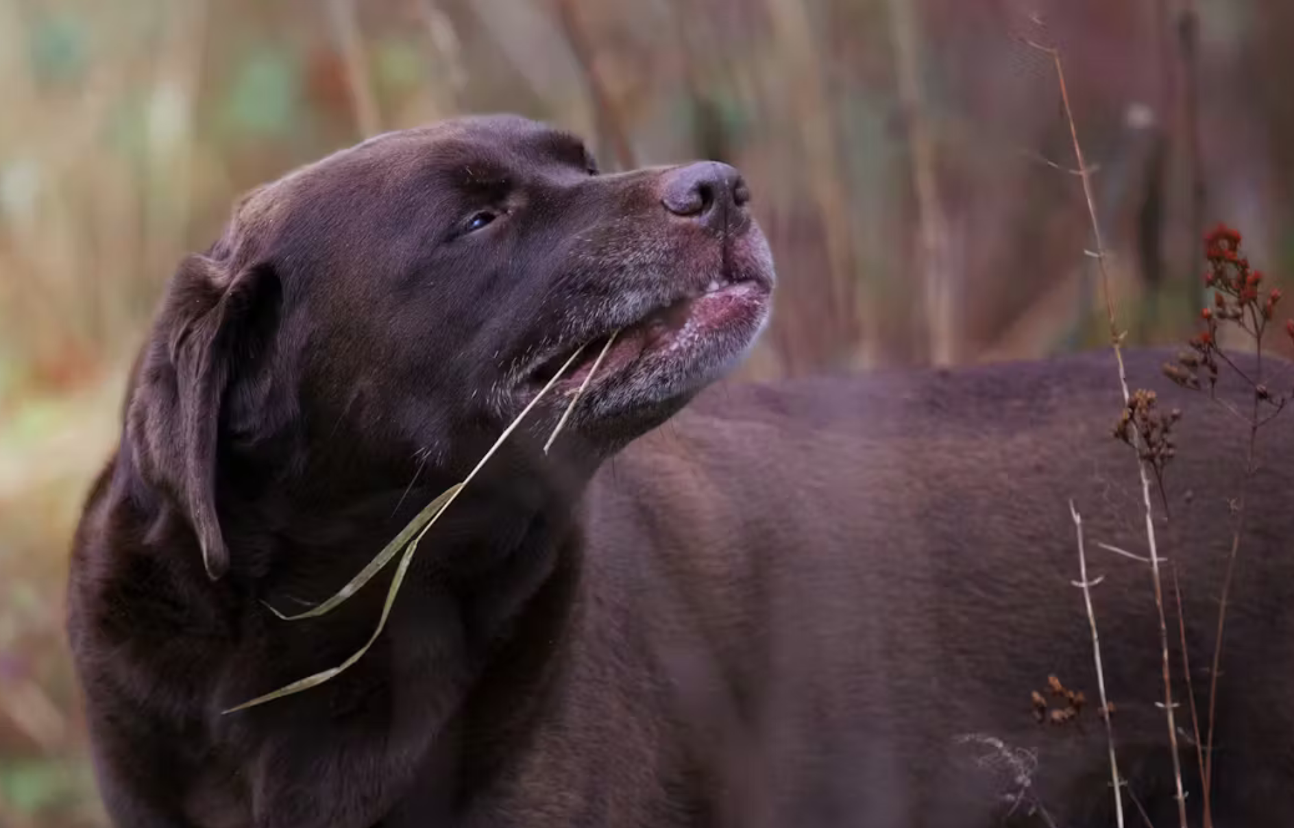 dog-diet-are-cereals-really-harmful-for-our-dogs-pet-to-vet