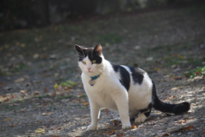 Domestic Cats
