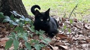 Pet cat helps discover a new virus