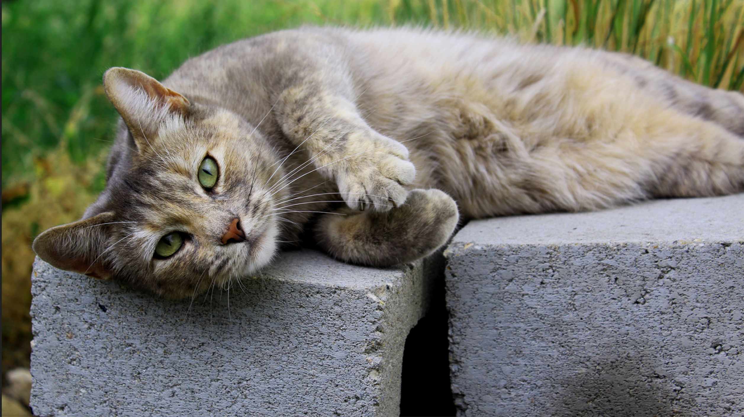 Cats Love Concrete